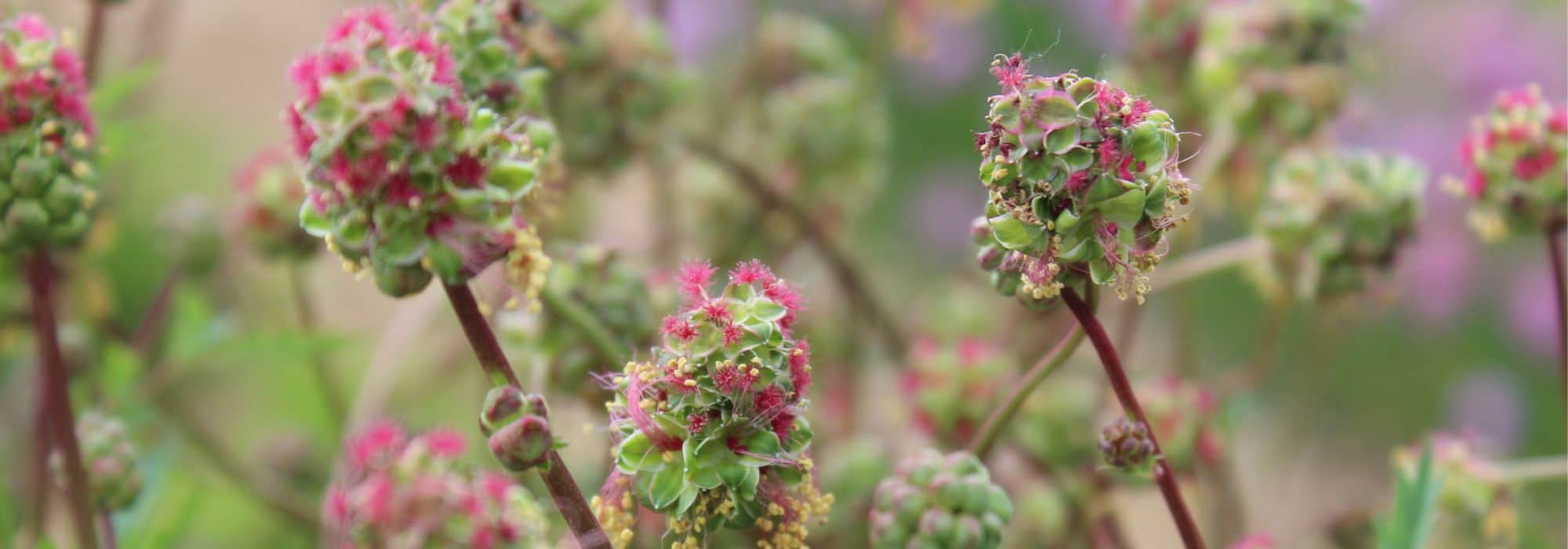 As plantas medicinais num jardim-floresta