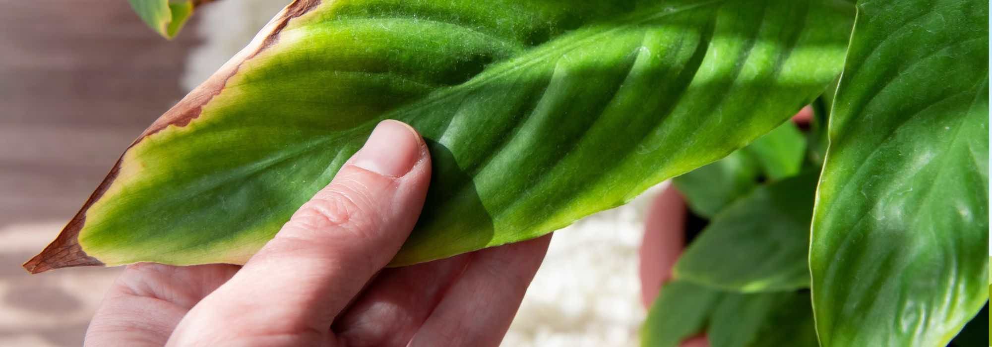 Folhas que ficam castanhas e secam: pontas das folhas castanhas nas plantas de interior, o que fazer?