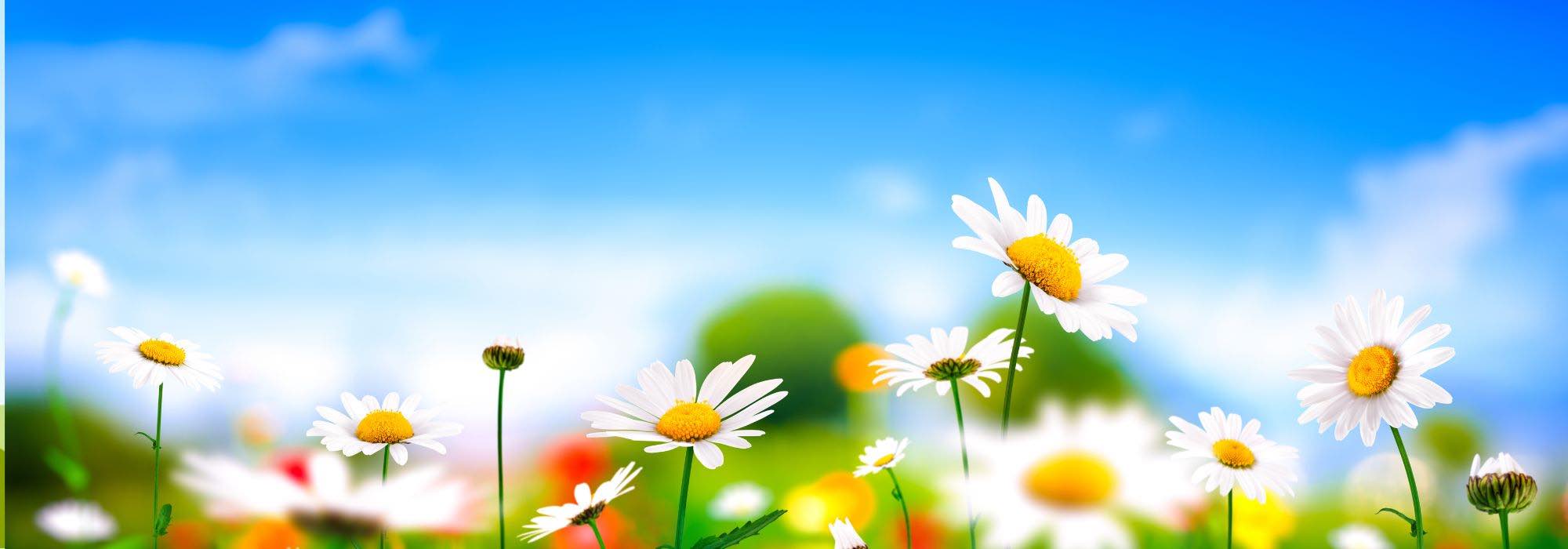 12 plantas medicinais para combater o stress