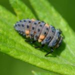Larvas de joaninhas: quando e como utilizá-las no jardim?