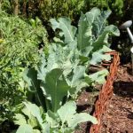 Os legumes para cultivar no verão