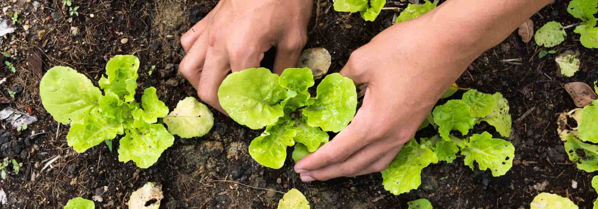 Todos os legumes para cultivar na horta na primavera