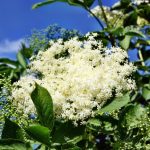 Como fazer limonada de flores de sabugueiro?