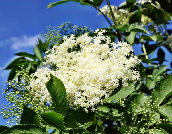 Como fazer limonada de flores de sabugueiro?
