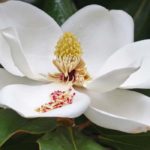 5 magnólias de floração estival