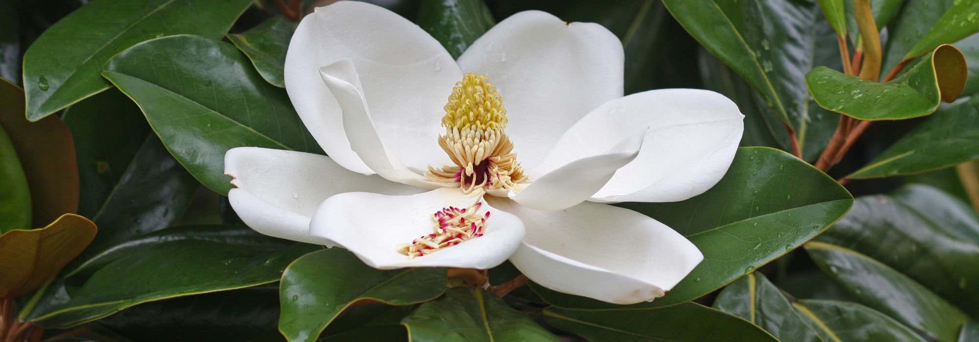 5 magnólias de floração estival