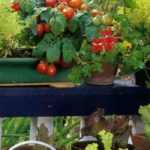Cultivar legumes e frutos na cidade: os nossos conselhos