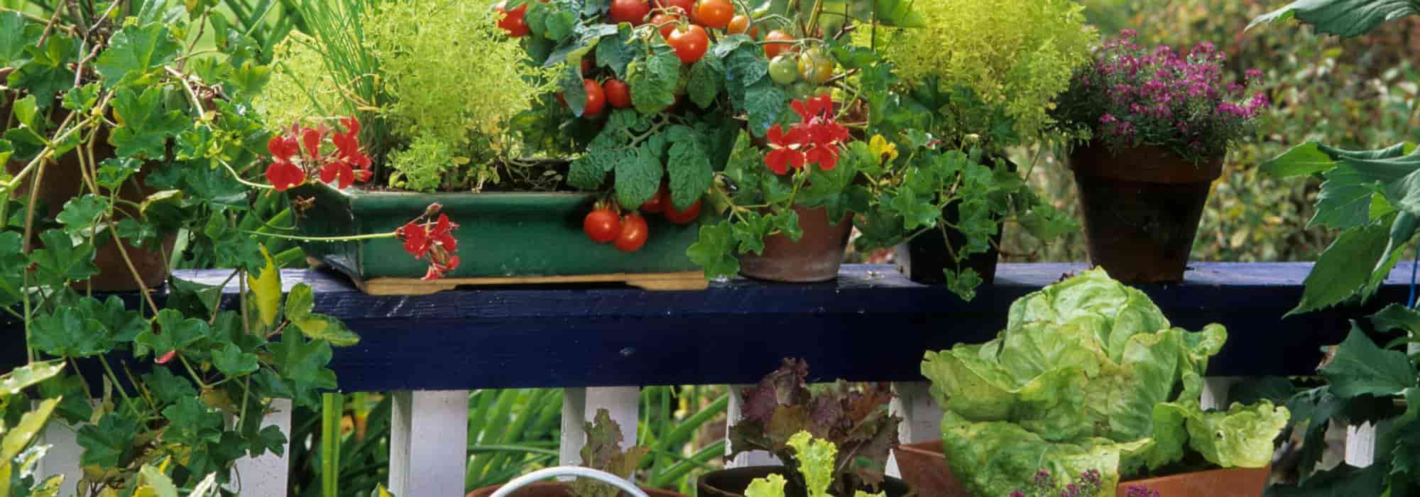 Cultivar legumes e frutos na cidade: os nossos conselhos
