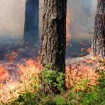 O que plantar depois de um incêndio?