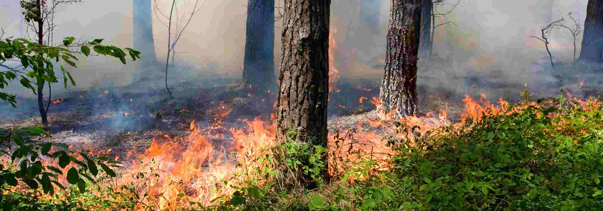 O que plantar depois de um incêndio?