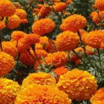 As plantas companheiras na horta