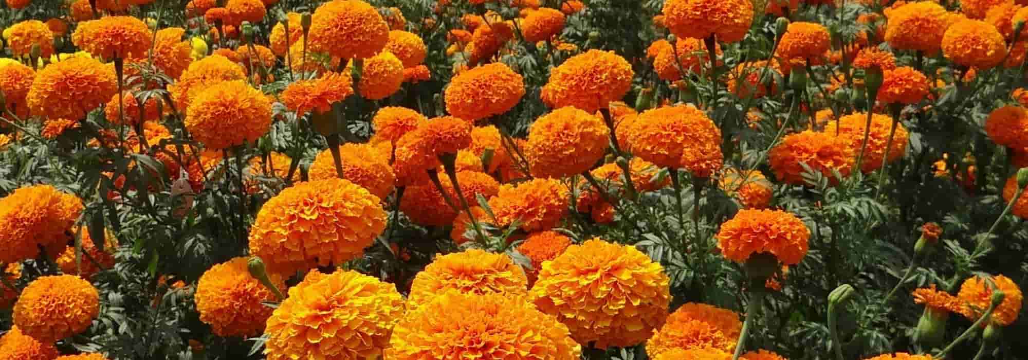 As plantas companheiras na horta