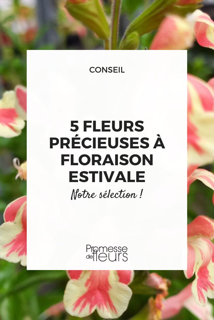 belas flores de verão raras
