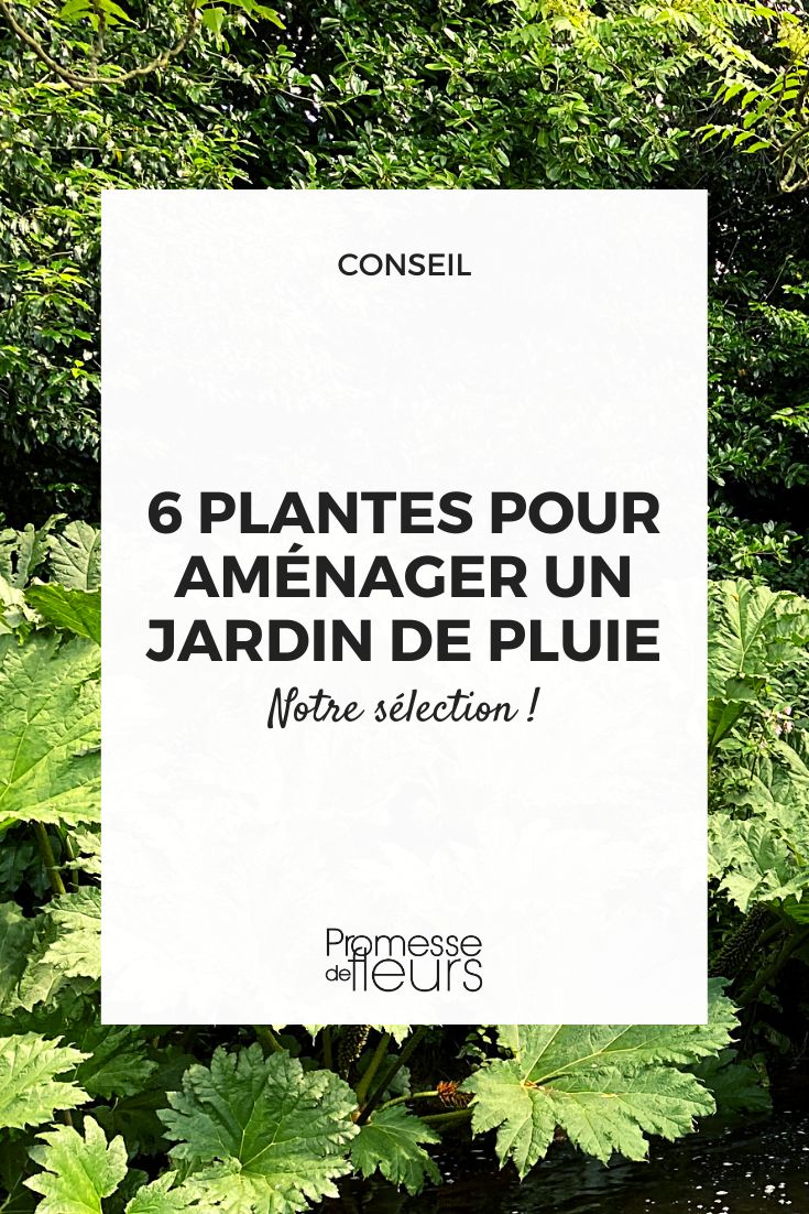 plantas para jardim húmido