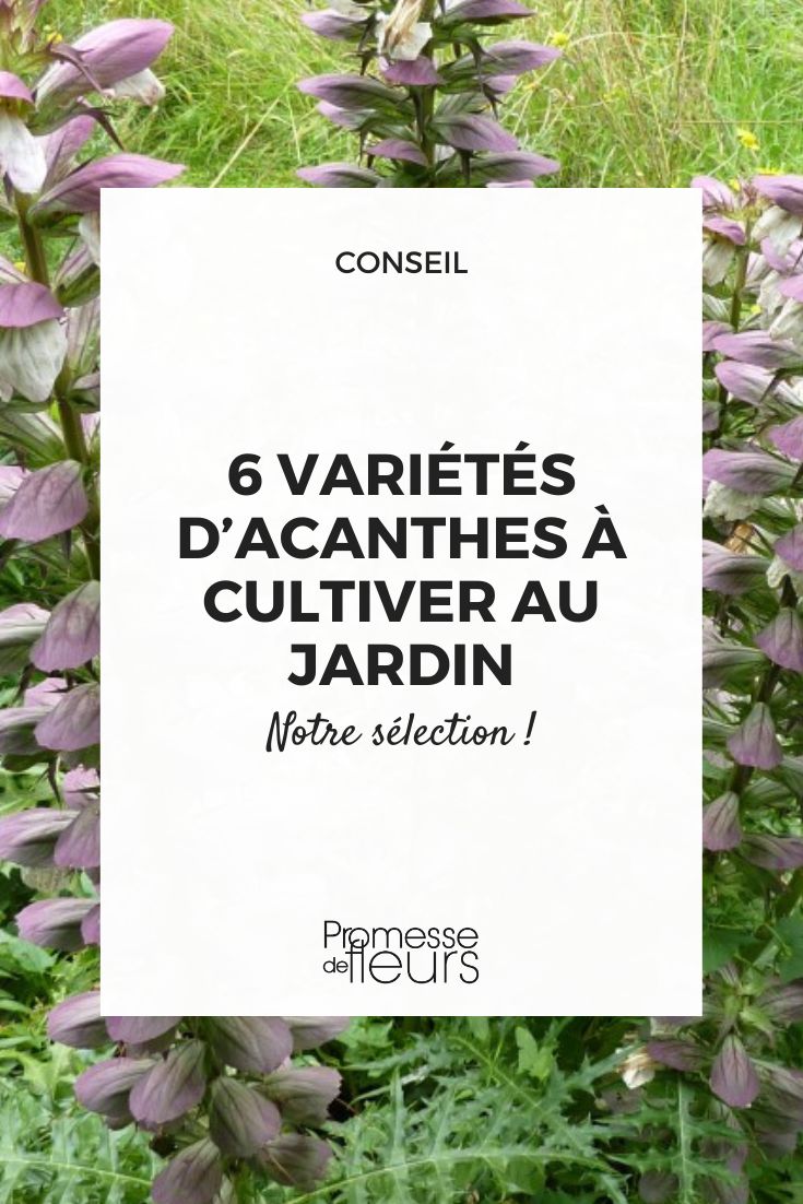 escolher um acanto