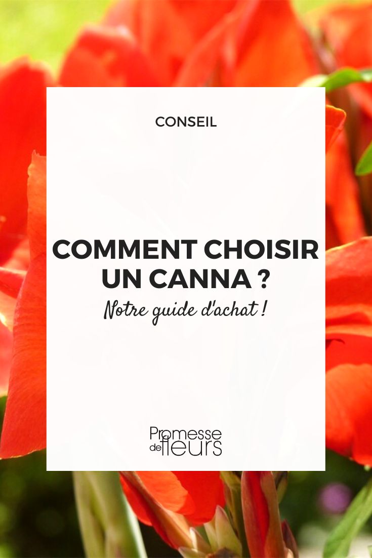 conselhos para escolher uma cana-da-Índia