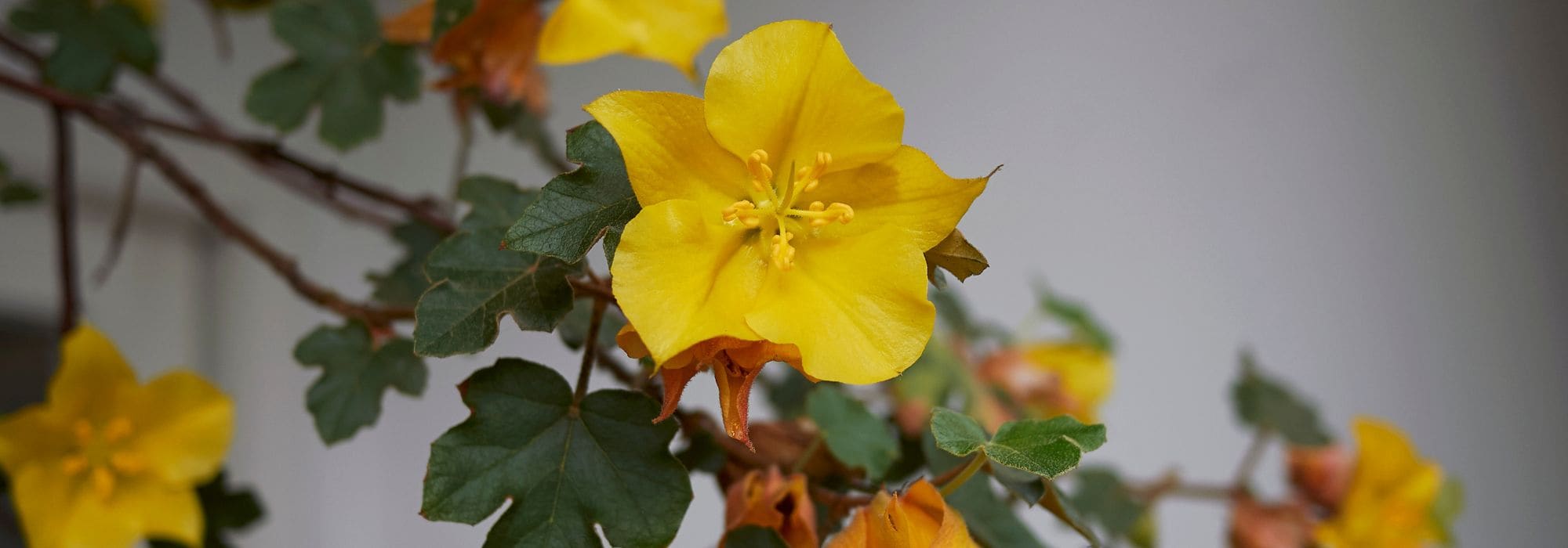 Fremontodendron: plantação, poda e manutenção