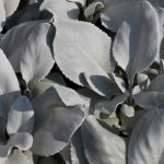 Tasneira: plantação e cuidados