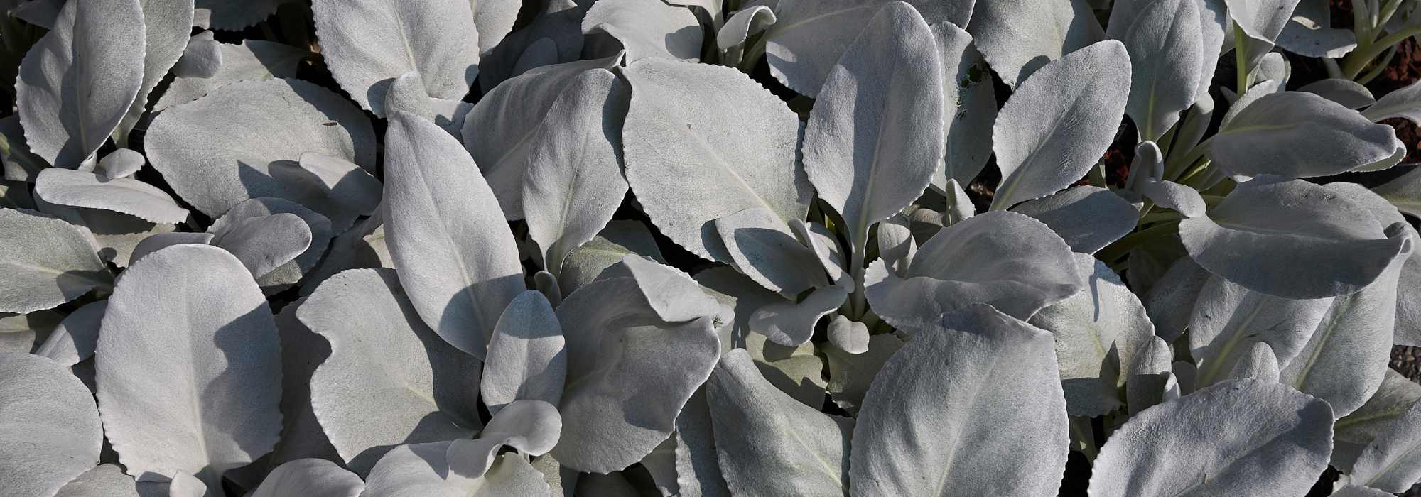 Tasneira: plantação e cuidados