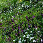 7 plantas perenes ideais para cobrir um talude