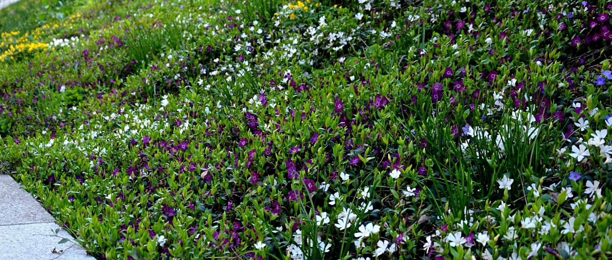 7 plantas perenes ideais para cobrir um talude