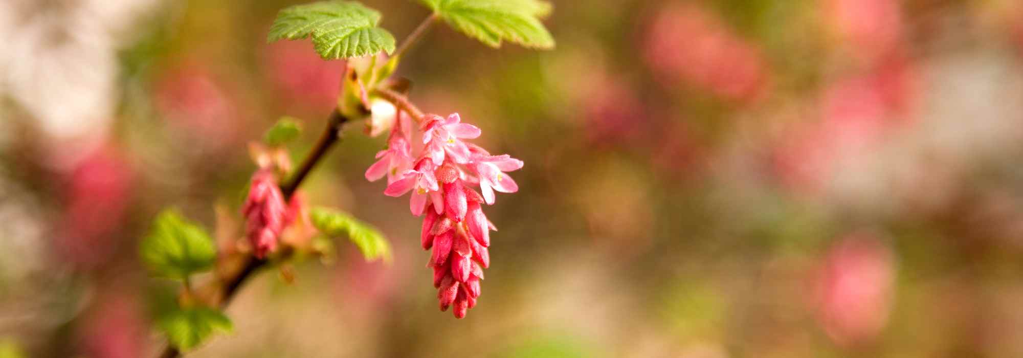 5 ideias para combinar a groselheira-de-flores