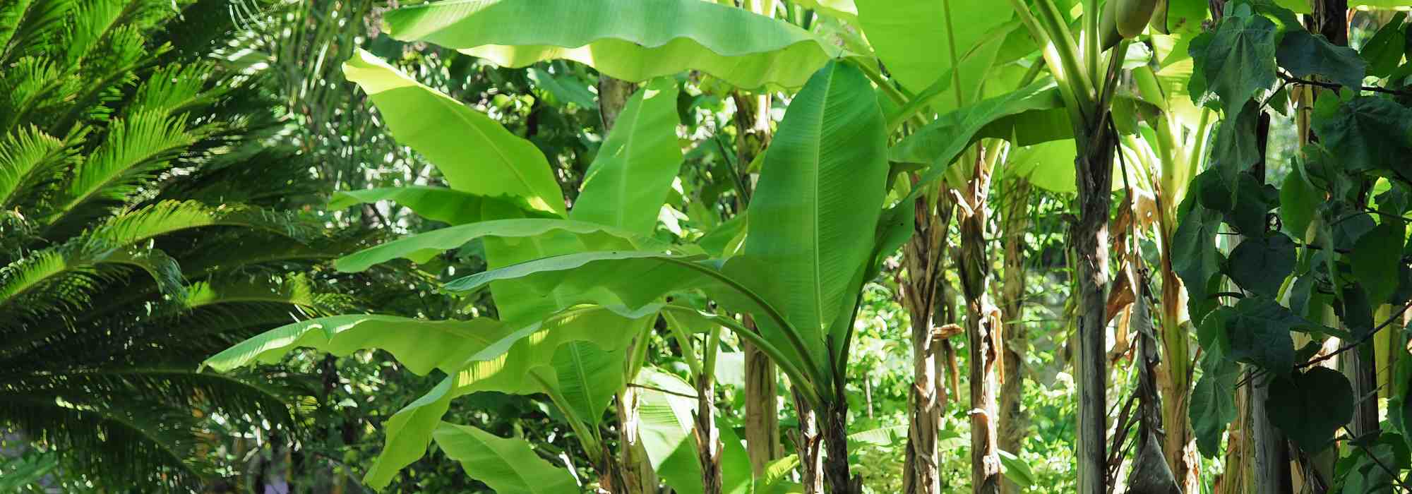 5 bananeiras resistentes ao frio