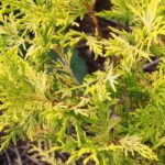 7 coníferas de folhagem amarelo-dourada
