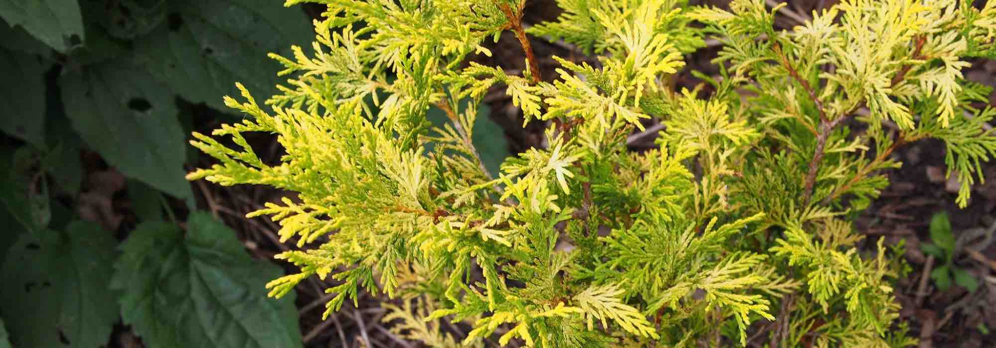 7 coníferas de folhagem amarelo-dourada
