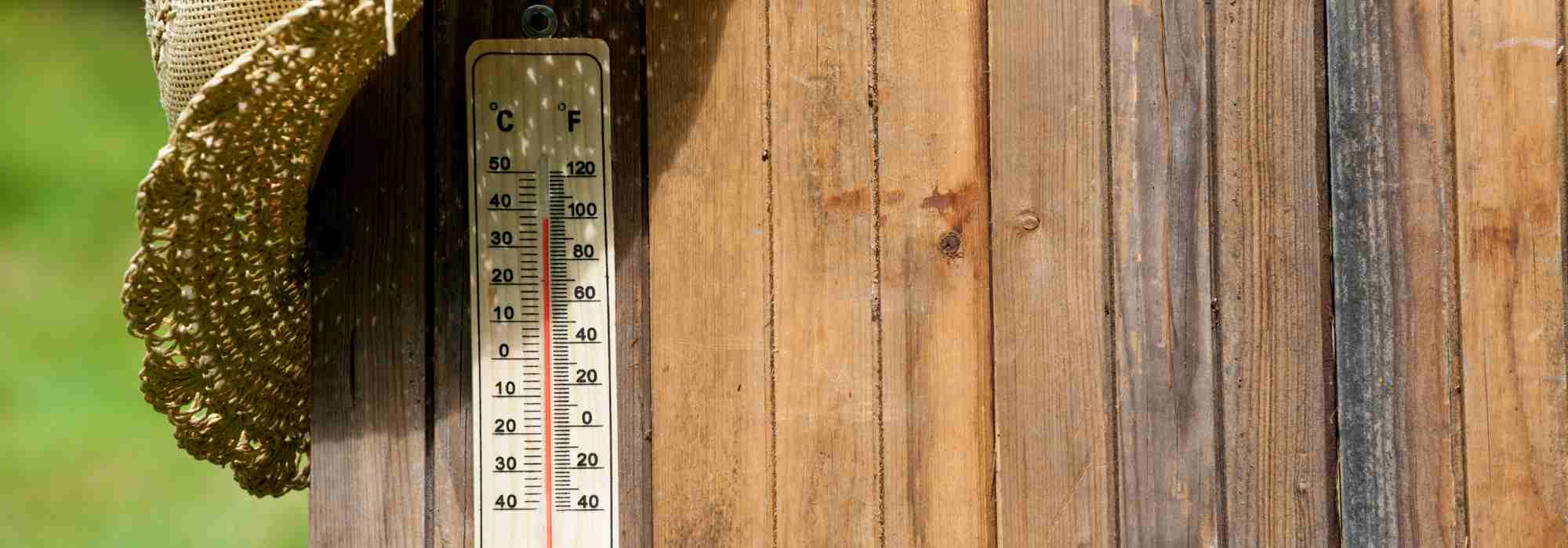 Guia de sobrevivência para o jardim no verão