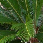 Cultivar as cicas em vaso