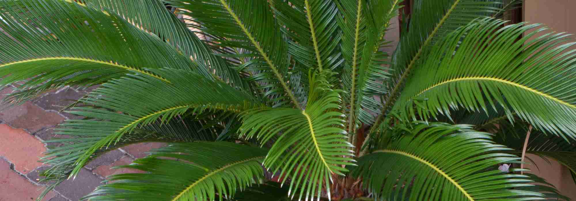 Cultivar as cicas em vaso