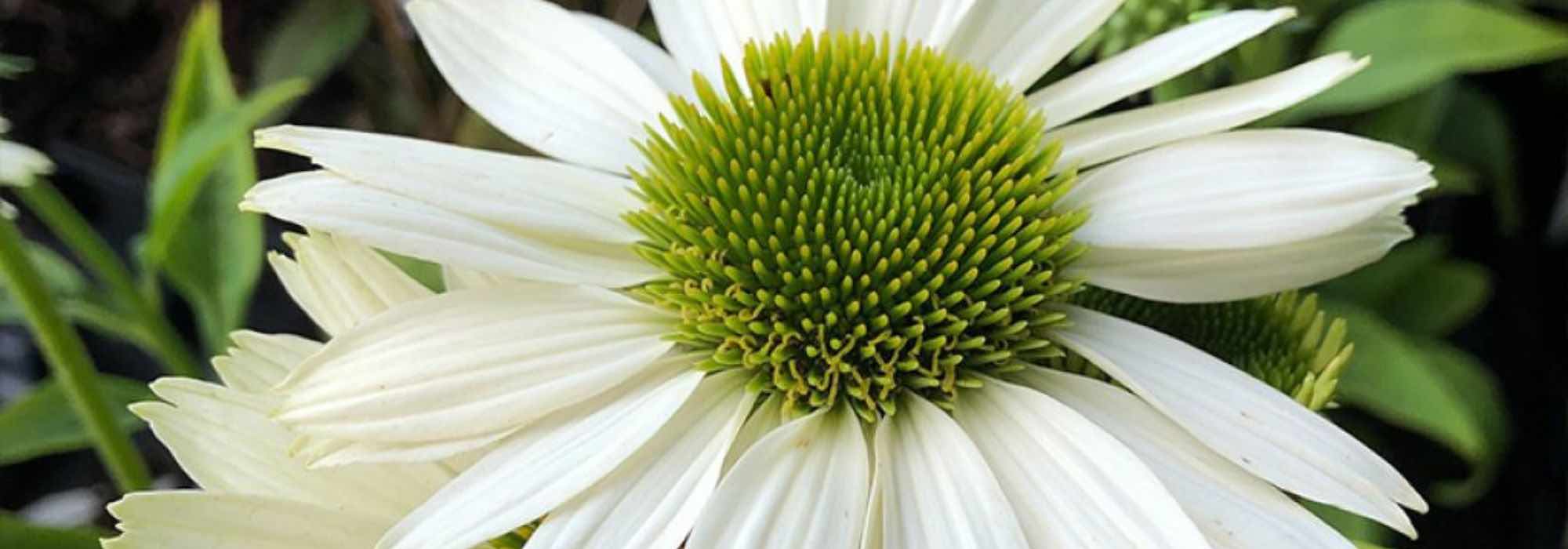 5 equináceas brancas para iluminar o seu jardim