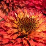 5 equináceas com flores cor de laranja para descobrir