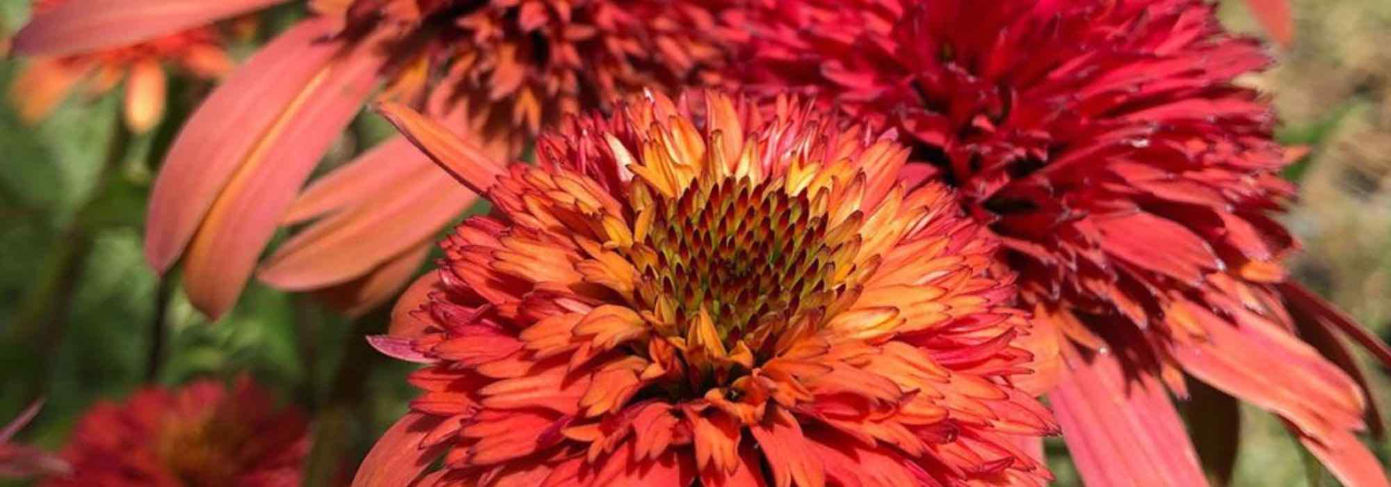 5 equináceas com flores cor de laranja para descobrir