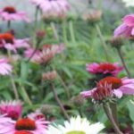 5 equináceas cor-de-rosa para um jardim florido no verão