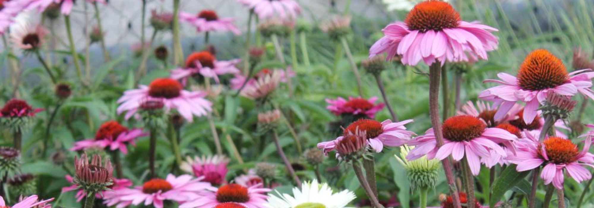 5 equináceas cor-de-rosa para um jardim florido no verão
