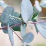 5 árvores de folhagem cinzenta ou prateada