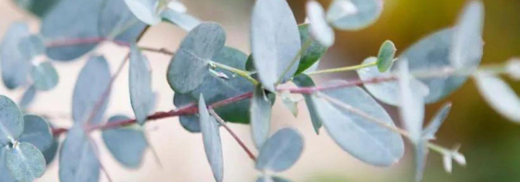 5 árvores de folhagem cinzenta ou prateada