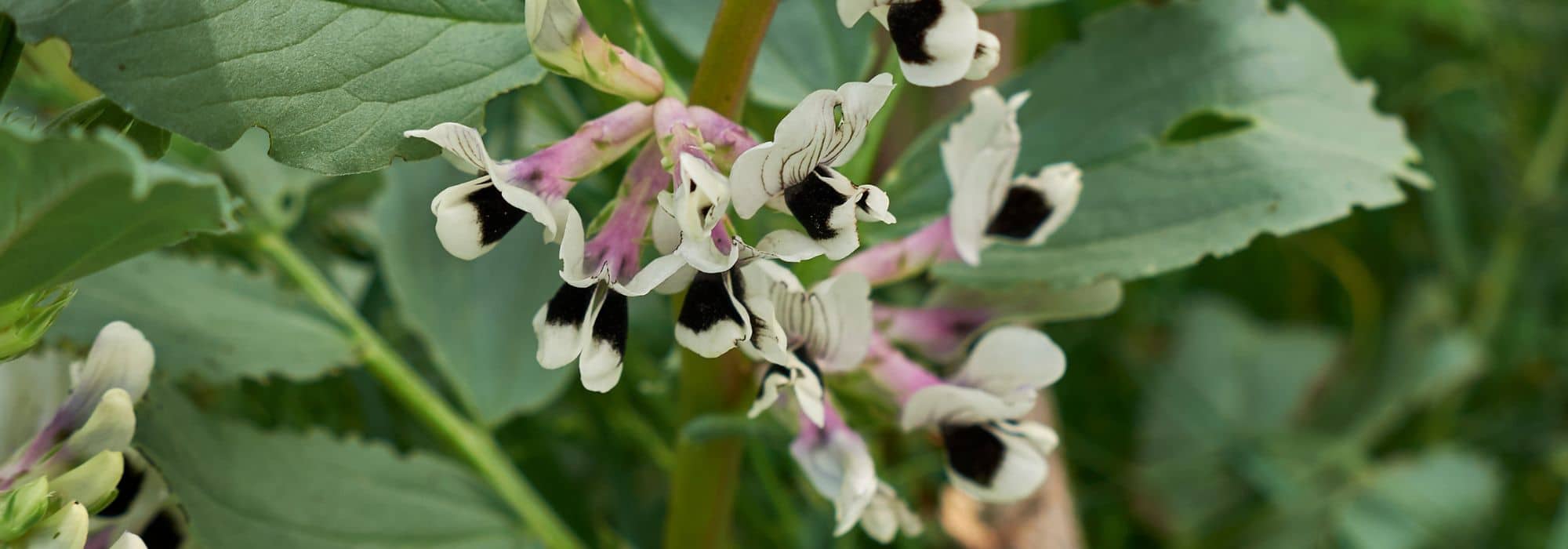 As doenças e as pragas da fava