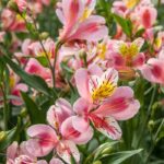 As melhores flores e folhagens de longa duração para os seus ramos de flores