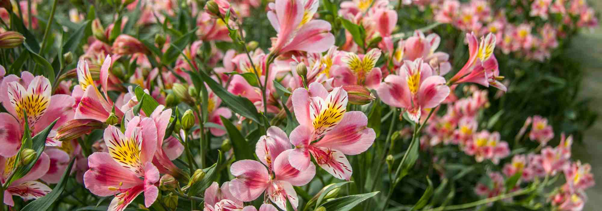 As melhores flores e folhagens de longa duração para os seus ramos de flores
