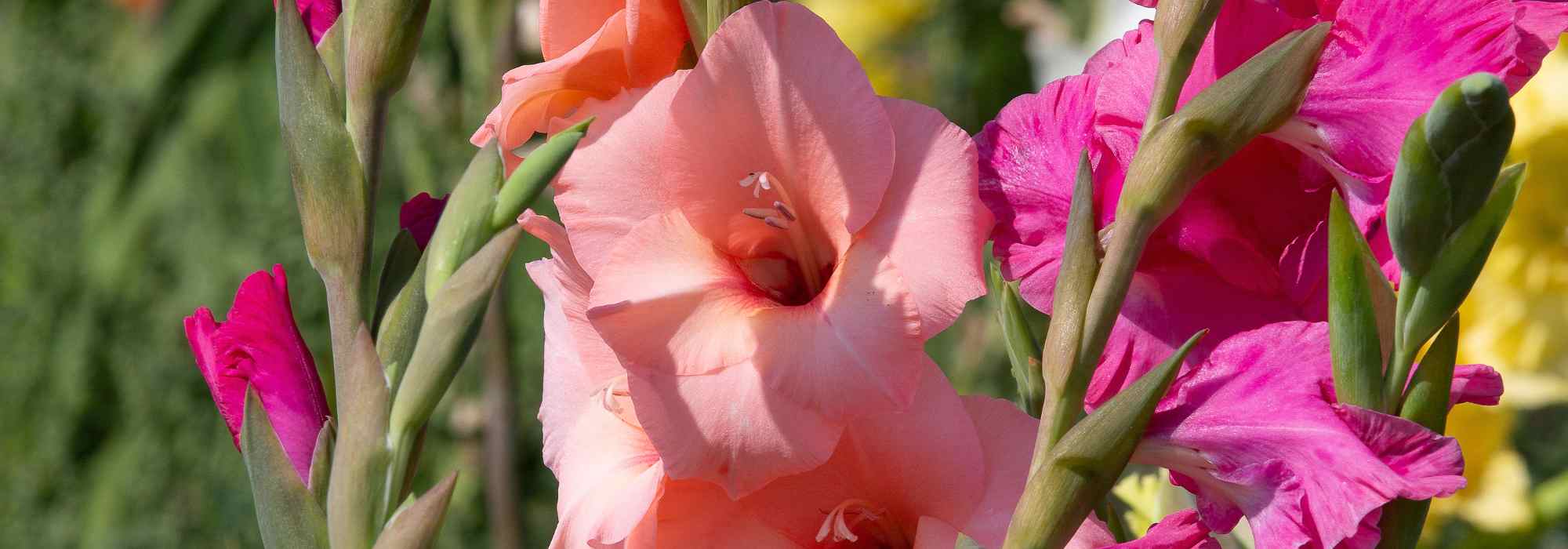 5 gladíolos para cultivar em vaso