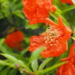 Romãzeira: como combiná-la no jardim ou em vaso