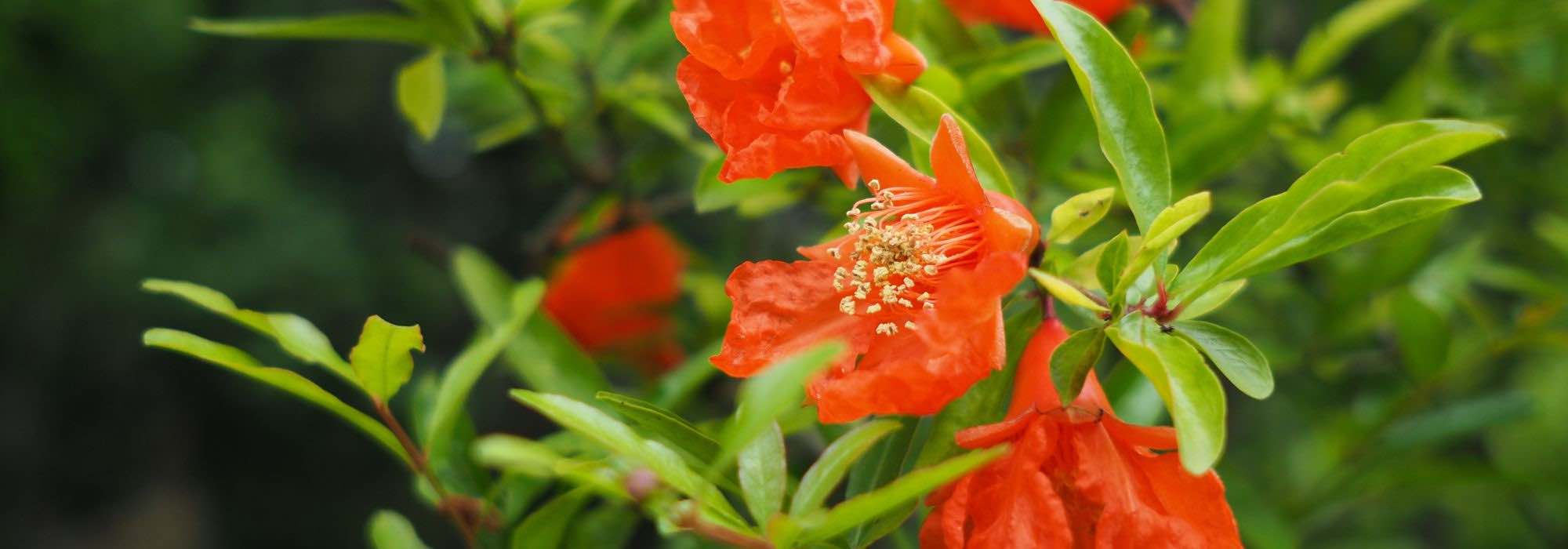 Romãzeira: como combiná-la no jardim ou em vaso