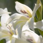 7 gladíolos de flores brancas