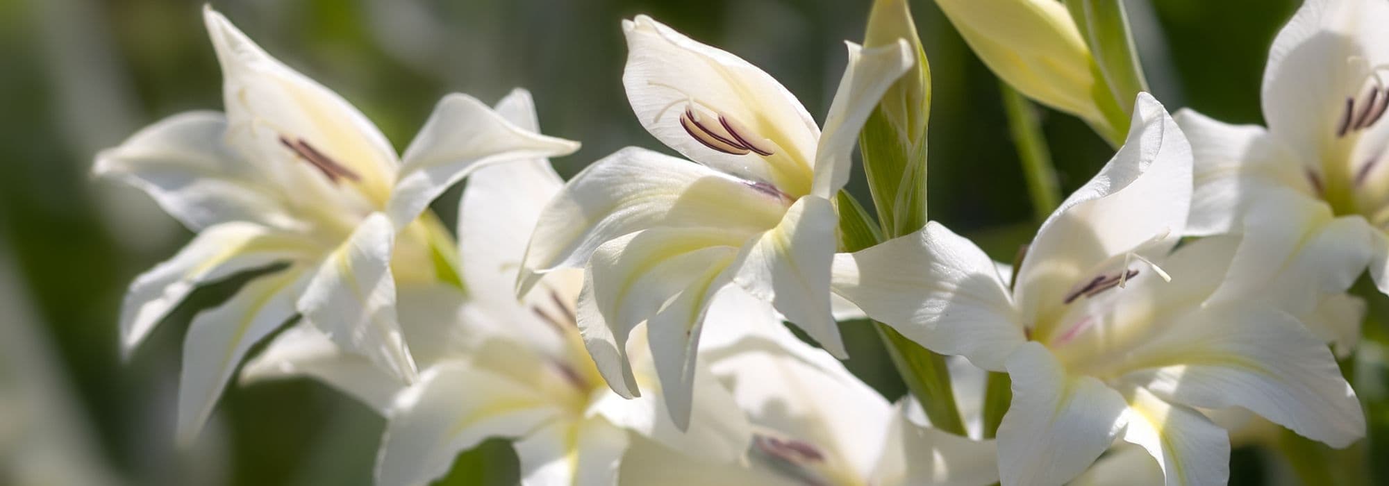 7 gladíolos de flores brancas