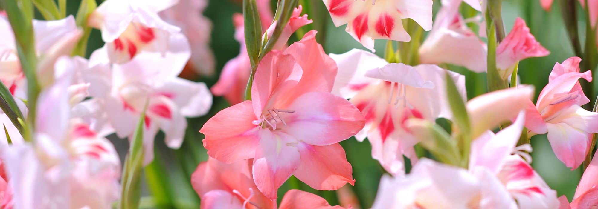7 gladíolos de flores cor-de-rosa