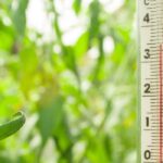 Como controlar o calor na estufa durante o verão?