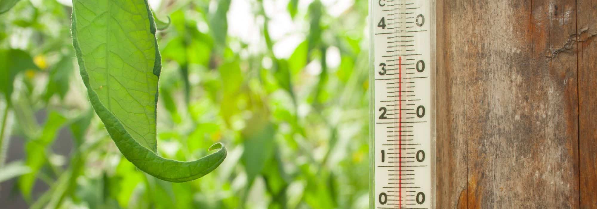 Como controlar o calor na estufa durante o verão?